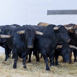 Garbancero, de La Palmosilla, inaugure la foire de Murcie