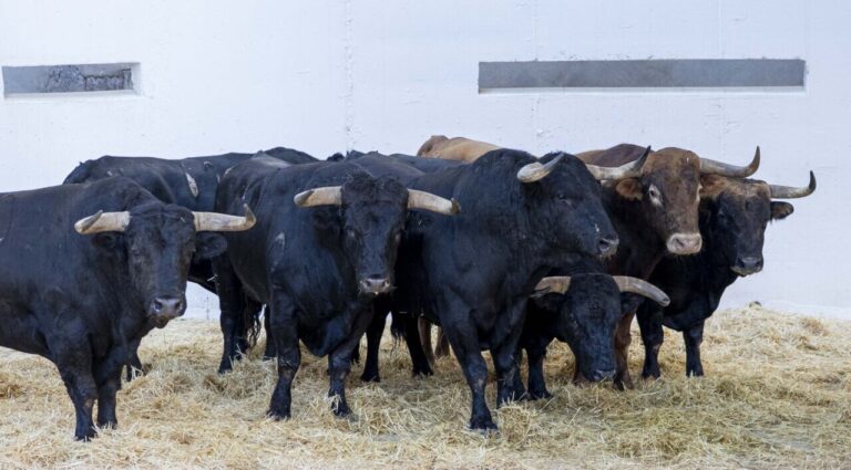 Garbancero, de La Palmosilla, inaugure la foire de Murcie