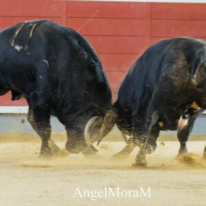 Le déballage passionnant d'Albacete, en images