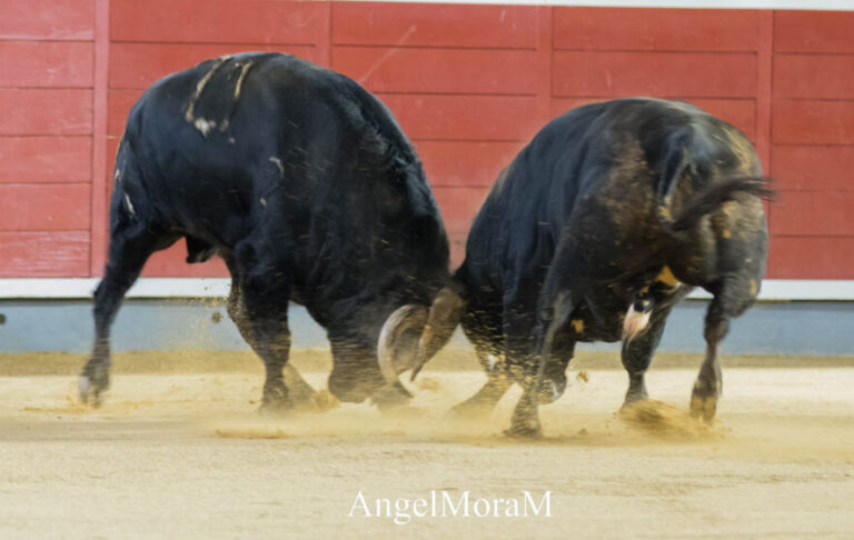 Le déballage passionnant d'Albacete, en images