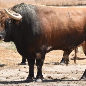 Trapío de Conde de Mayalde pour la première corrida à Albacete