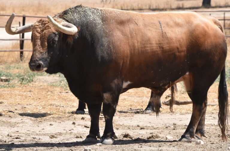 Trapío de Conde de Mayalde pour la première corrida à Albacete