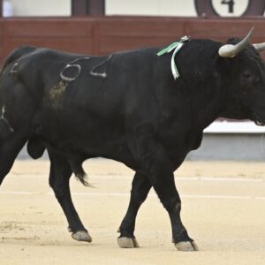 Nacho Torrejón et la classe Maestro dans une intéressante course de taureaux à El Retamar