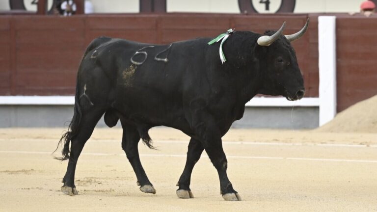 Nacho Torrejón et la classe Maestro dans une intéressante course de taureaux à El Retamar


